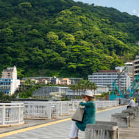 ジャカランダの熱海を散歩 ❶　静岡県熱海市。
