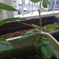 枝豆に実がついた・・・・・。('◇')ゞ