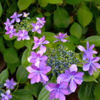 紫陽花と実相院
