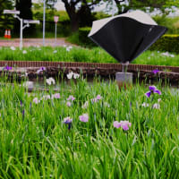 小雨の中で、cameraを持って油が淵公園に行って来ましたが、期待した程開花為ていません今年は例年より開花が遅いように思う。
