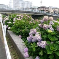 2025　空梅雨　俣野別邸庭園+α