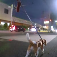 今日の夜さんぽ。