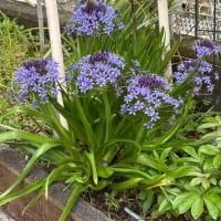 我が家の花達