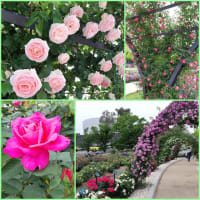 万博公園のバラと彦根城
