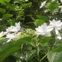 今年の紫陽花は