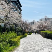 お花見