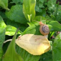 庭の草取り中のカタツムリ