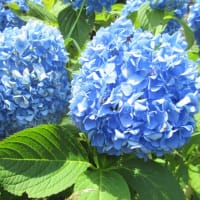 暑い季節には青や紫の花
