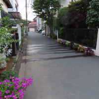 水遣りの跡　On vient de les arroser.