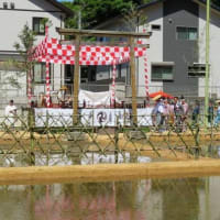下関市住吉神社「御田植祭」＆イセヒカリの苗