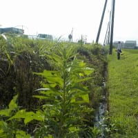 酷暑の中の共同草刈り
