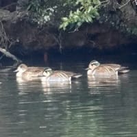 06/23探鳥記録写真：２月に出会った鳥たち②