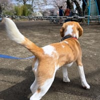 今日のおさんぽ。