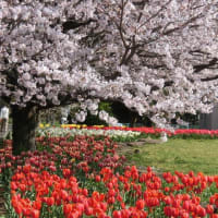 南足柄の桜とチューリップ