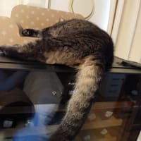 今日は暑い