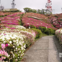 再度　大平山のツツジ　2025. 5.12