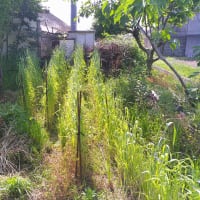 中玉トマト定植の準備