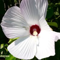 「さがみの仲良し小道」で「フヨウ」が優雅な花姿を披露中！！