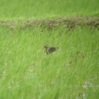 毎度のことだけど・・・