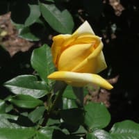 やっぱり春バラ！黄色＆オレンジ～京都府立植物園2024/5上旬（4）