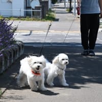 かん太と真生の、ラベンダーの散歩道