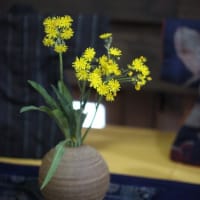 黄花紅輪蒲公英（キバナコウリンタンポポ）