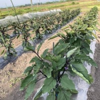 夏野菜収穫