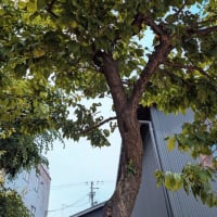 梅雨に入り湿気がすごい