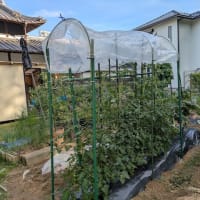 ダブル菜園の日でした・・・