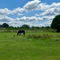 のどかな夏の放牧場、余生をのんびり過ごすウマ、冬までに出荷される子ウシを囲んで憩うウシ