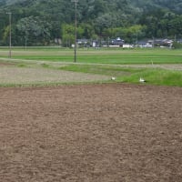 2025年05月31日　コウノトリ目撃情報