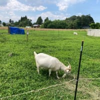 山羊牧場〜草食い放題だメェー