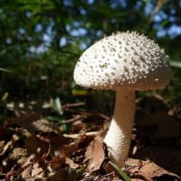 　木の実など