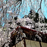 説教所の大桜