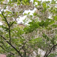 春の野の花