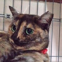 6月23日（月）ももちゃんは家庭猫に変身