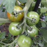 夏野菜混植栽培してます