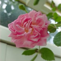今日の庭の薔薇30品種を軽くご紹介