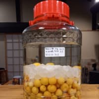 果実酒　2025