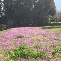春がきた