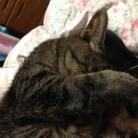 チャオ永眠
