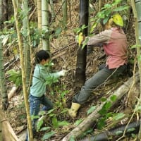 孟宗竹 ～高知の里山380mの今