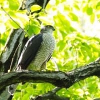 特集　色鮮やかな自然界の野鳥　