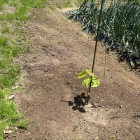 草刈りレーキの効果は❓