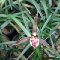 昨年度開花更紗の新芽