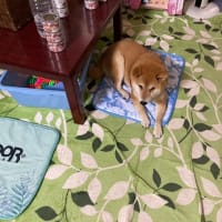 暑い夏には・・・