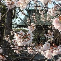 ひな祭り散歩・桜開花