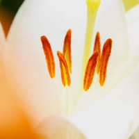 歩く姿はユリの花？