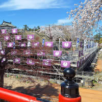 桜の弘前城