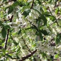 シダレサクラ　ツツジ　桃とプルーンの花